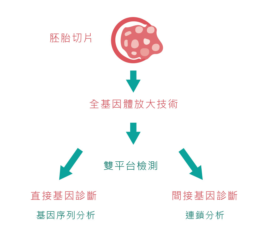 PGT-M/PGD 胚胎切片後的雙平台基因診斷流程